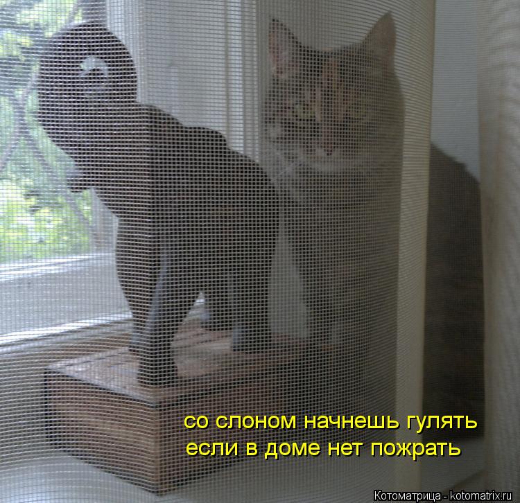 Котоматрица: со слоном начнешь гулять если в доме нет пожрать