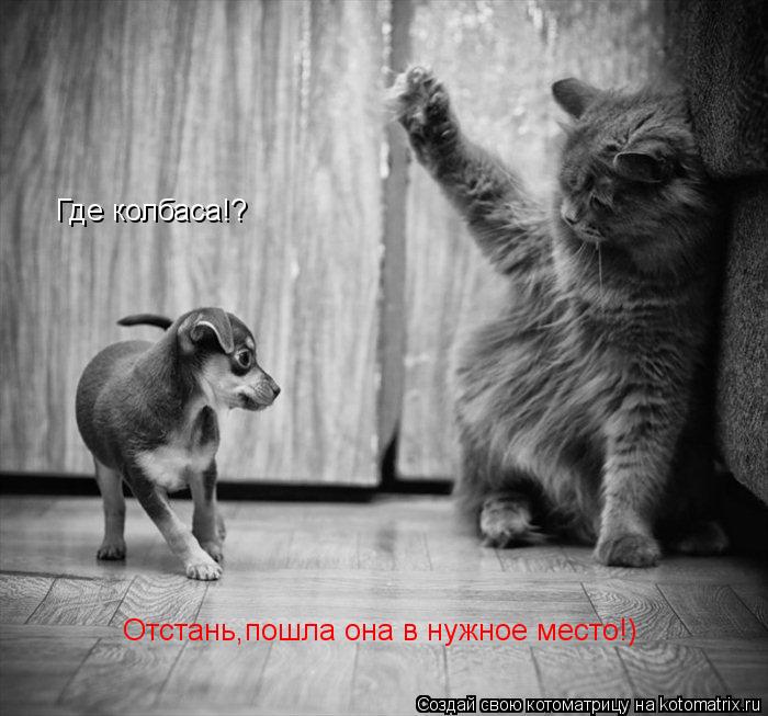 Котоматрица: Где колбаса!? Отстань,пошла она в нужное место!)