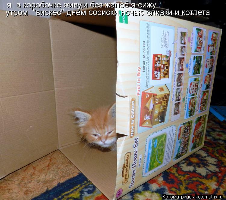 я в коробочке живу,и без жалоб я сижу утром "вискес",днём сосиски,ночью сливки и котлета... Котоматрица: я в коробочке живу,и без жалоб я сижу утром "вискес",днём сосиски,ночью сливки и котлета