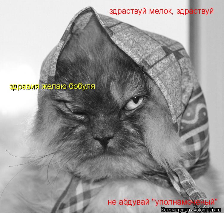 Котоматрица: здраствуй мелок, здраствуй здравия желаю бобуля не абдувай "уполнамоченый"