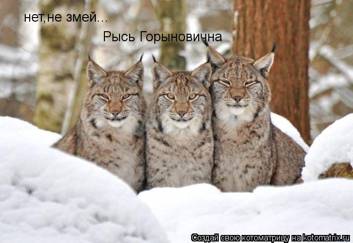 Котоматрица: нет,не змей... Рысь Горыновична