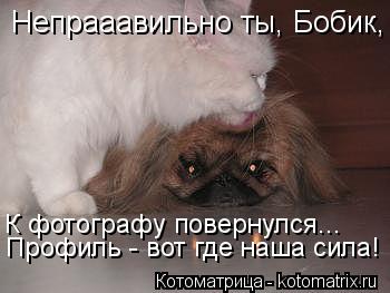 К фотографу повернулся... Профиль - вот где наша сила! Непрааавильно ты, Бобик,... Котоматрица: К фотографу повернулся... Профиль - вот где наша сила! Непрааавильно ты, Бобик,