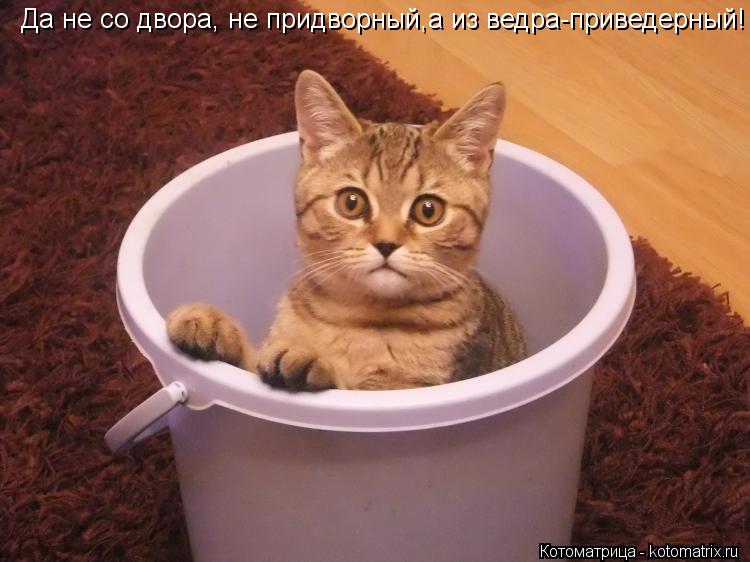 Да не со двора, не придворный,а из ведра-приведерный!... Котоматрица: Да не со двора, не придворный,а из ведра-приведерный!