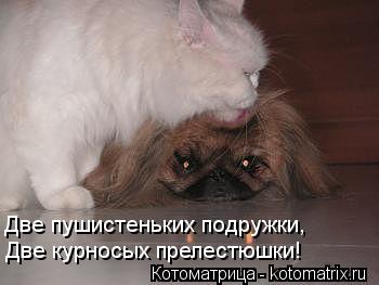 Две пушистеньких подружки, Две курносых прелестюшки!... Котоматрица: Две пушистеньких подружки, Две курносых прелестюшки!