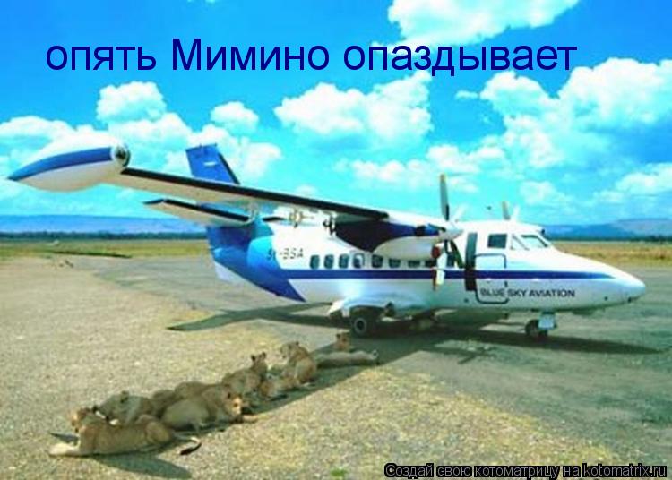 Котоматрица: опять Мимино опаздывает