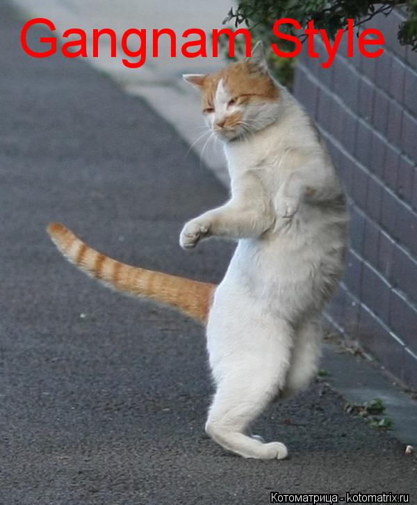 Котоматрица: Gangnam Style