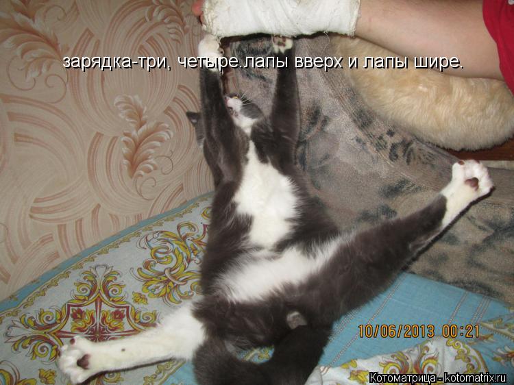 зарядка-три, четыре.лапы вверх и лапы шире.... Котоматрица: зарядка-три, четыре.лапы вверх и лапы шире.