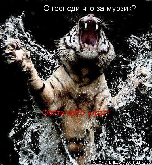 Котоматрица: О господи что за мурзик? Опять мясо украл!