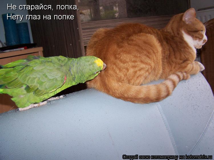 Не старайся, попка, Нету глаз на попке... Котоматрица: Не старайся, попка, Нету глаз на попке