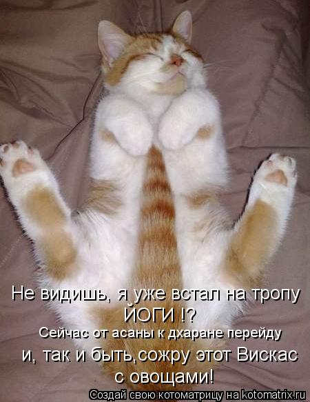 Котоматрица: с овощами! Не видишь, я уже встал на тропу  Сейчас от асаны к дхаране перейду и, так и быть,сожру этот Вискас ЙОГИ !?