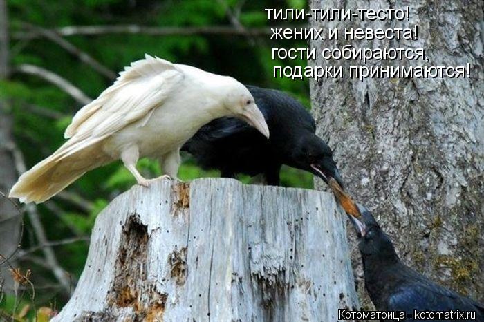 Котоматрица: тили-тили-тесто! жених и невеста! гости собираются, подарки принимаются!