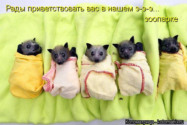 Рады приветствовать вас в нашем э-э-э... зоопарке... Котоматрица: Рады приветствовать вас в нашем э-э-э... зоопарке