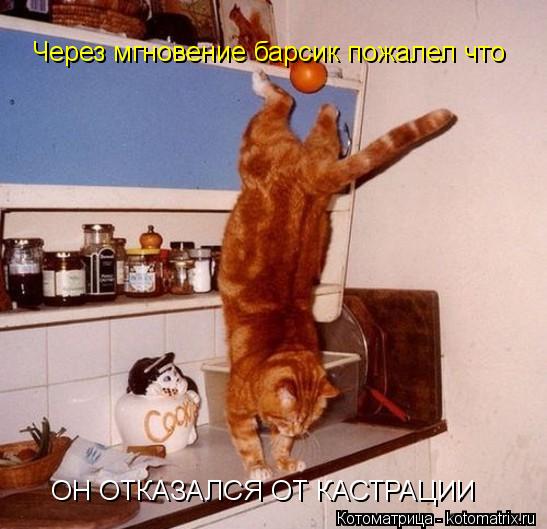 Котоматрица: Через мгновение барсик пожалел что ОН ОТКАЗАЛСЯ ОТ КАСТРАЦИИ
