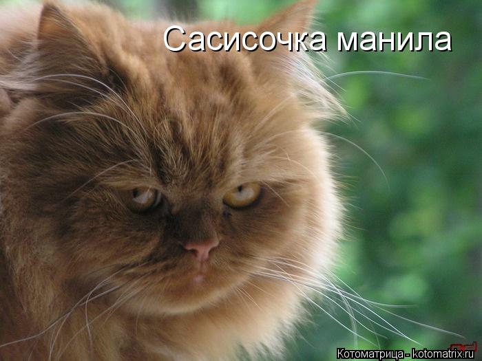 Котоматрица: Сасисочка манила