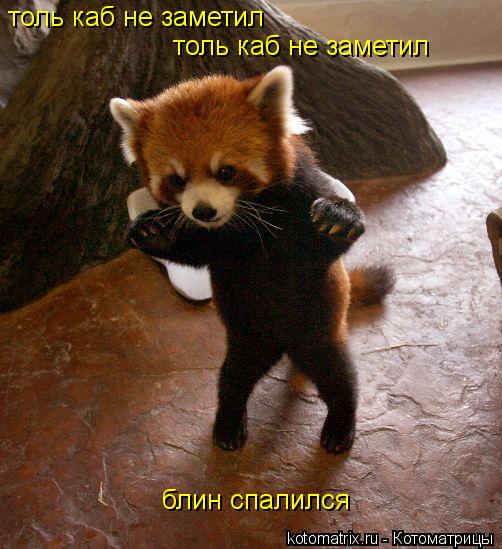 Котоматрица: толь каб не заметил толь каб не заметил блин спалился