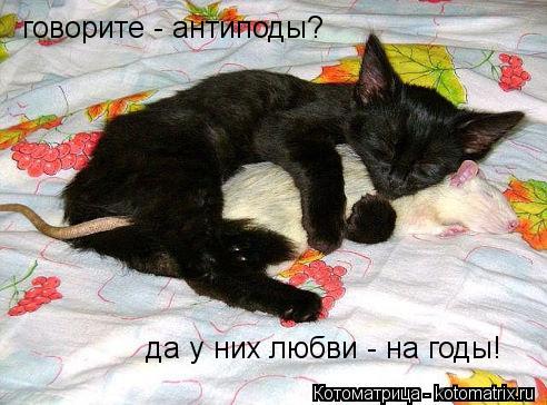 Котоматрица: говорите - антиподы? да у них любви - на годы!