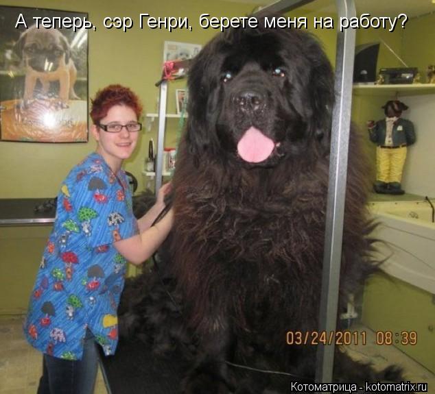 А теперь, сэр Генри, берете меня на работу?... Котоматрица: А теперь, сэр Генри, берете меня на работу?