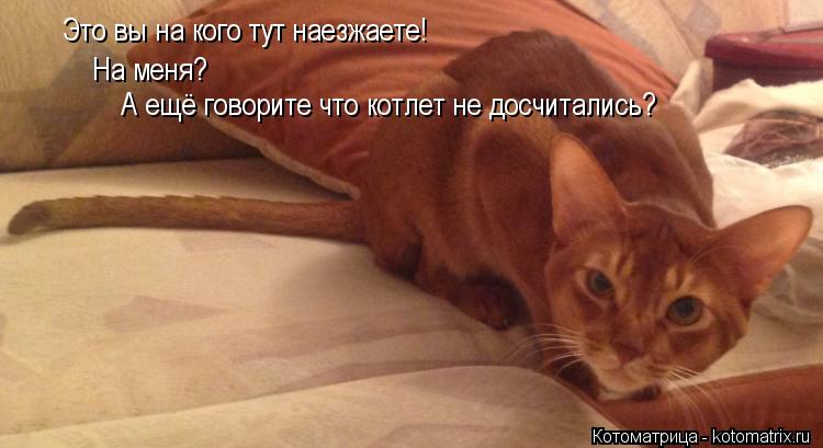 Котоматрица: Это вы на кого тут наезжаете! На меня? А ещё говорите что котлет не досчитались?