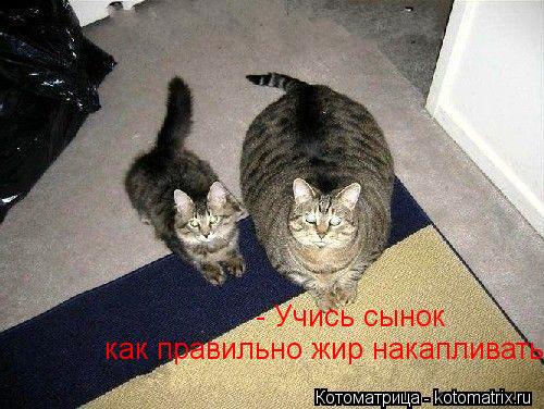 Котоматрица: - Учись сынок  как правильно жир накапливать