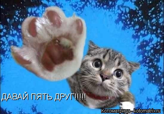 Котоматрица: ДАВАЙ ПЯТЬ ДРУГ!!!!!