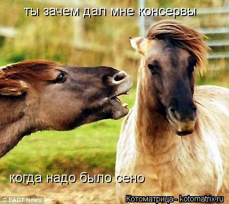 ты зачем дал мне консервы когда надо было сено... Котоматрица: ты зачем дал мне консервы когда надо было сено