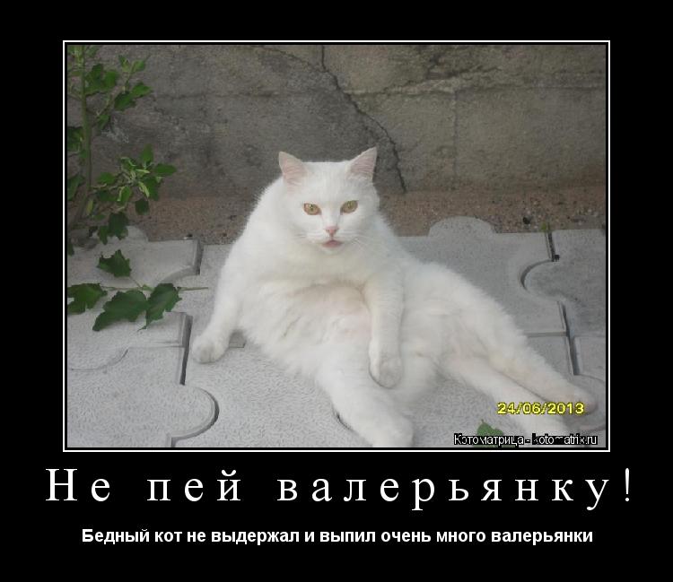 Не пей валерьянку! Бедный кот не выдержал и выпил очень много валерьянки... Котоматрица: Не пей валерьянку! Бедный кот не выдержал и выпил очень много валерьянки