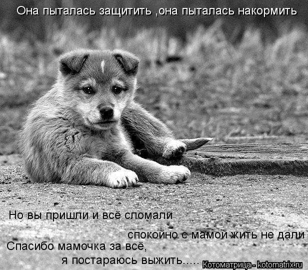 Она пыталась защитить ,она пыталась накормить Но вы пришли и всё сломали спокойно с мамой жить не дал... Котоматрица: Она пыталась защитить ,она пыталась накормить Но вы пришли и всё сломали спокойно с мамой жить не дали Спасибо мамочка за всё, я постараюсь