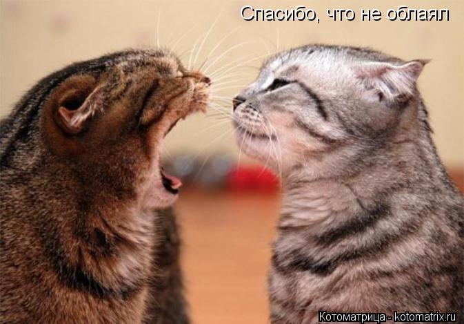 Спасибо, что не облаял... Котоматрица: Спасибо, что не облаял