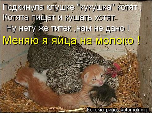 Подкинула клушке "кукушка" котят , Котята пищат и кушать хотят Ну нету же титек ,нам не дано ! Меняю... Котоматрица: Подкинула клушке "кукушка" котят , Котята пищат и кушать хотят Ну нету же титек ,нам не дано ! Меняю я яйца на молоко !
