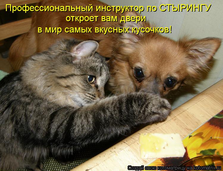 Профессиональный инструктор по СТЫРИНГУ откроет вам двери в мир самых вкусных кусочков!... Котоматрица: Профессиональный инструктор по СТЫРИНГУ откроет вам двери в мир самых вкусных кусочков!