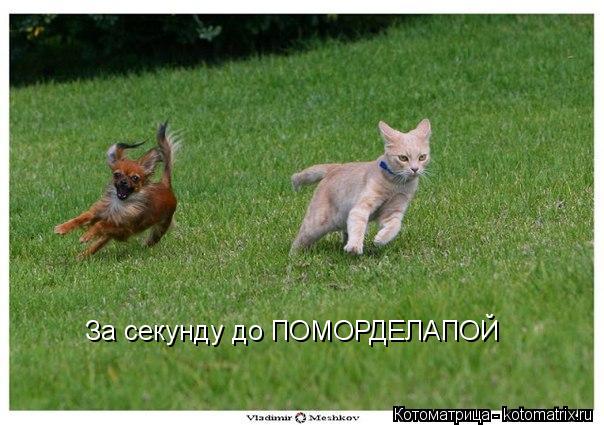 За секунду до ПОМОРДЕЛАПОЙ... Котоматрица: За секунду до ПОМОРДЕЛАПОЙ