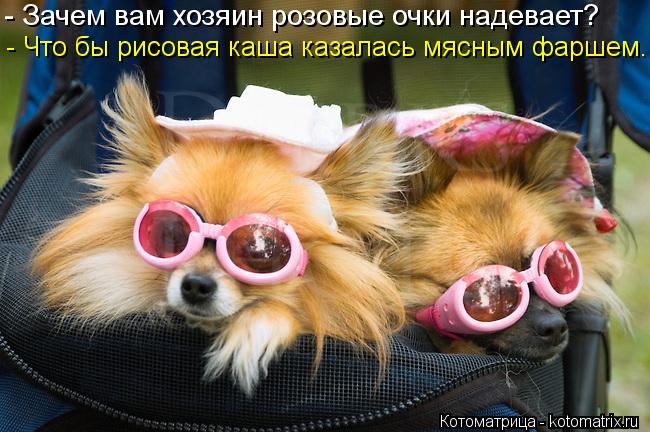 Котоматрица: - Зачем вам хозяин розовые очки надевает? - Что бы рисовая каша казалась мясным фаршем.