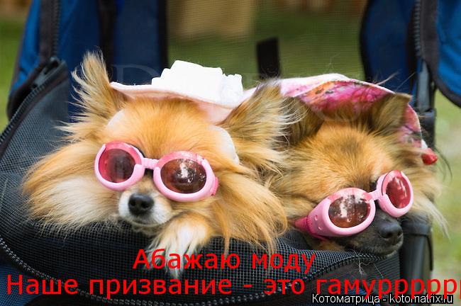 Наше призвание - это гамурррррррррр Абажаю моду... Котоматрица: Наше призвание - это гамурррррррррр Абажаю моду