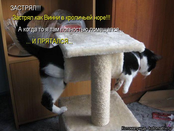 ЗАСТРЯЛ!!! Застрял как Винни в кроличьей норе!!! А когда то я там полностью помещался... ... И ПРЯТА... Котоматрица: ЗАСТРЯЛ!!! Застрял как Винни в кроличьей норе!!! А когда то я там полностью помещался... ... И ПРЯТАЛСЯ...