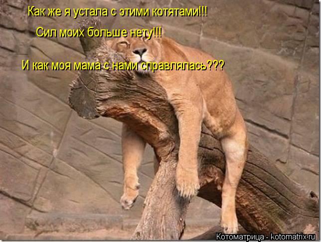 Как же я устала с этими котятами!!! Сил моих больше нету!!! И как моя мама с нами справлялась???... Котоматрица: Как же я устала с этими котятами!!! Сил моих больше нету!!! И как моя мама с нами справлялась???
