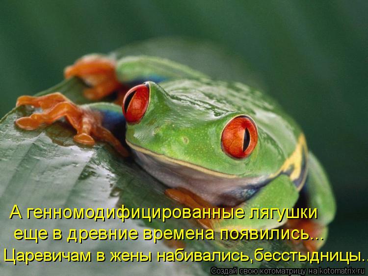 А генномодифицированные лягушки еще в древние времена появились... Царевичам в жены набивались,бесст... Котоматрица: А генномодифицированные лягушки еще в древние времена появились... Царевичам в жены набивались,бесстыдницы...