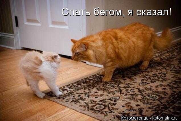 Спать бегом, я сказал!... Котоматрица: Спать бегом, я сказал!
