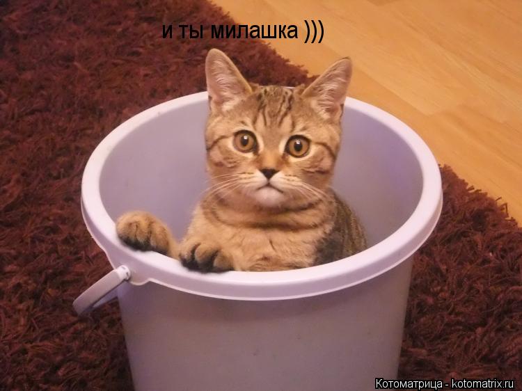 и ты милашка )))... Котоматрица: и ты милашка )))