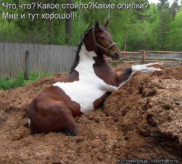 Что что? Какое стойло?Какие опилки? Мне и тут хорошо!!!... Котоматрица: Что что? Какое стойло?Какие опилки? Мне и тут хорошо!!!