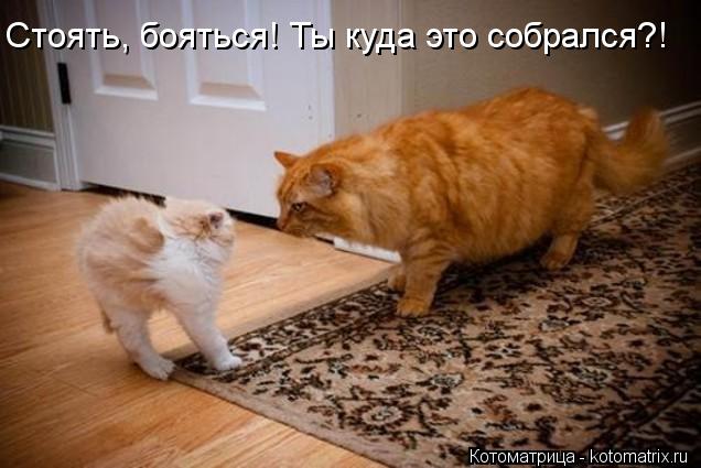 Стоять, бояться! Ты куда это собрался?!... Котоматрица: Стоять, бояться! Ты куда это собрался?!
