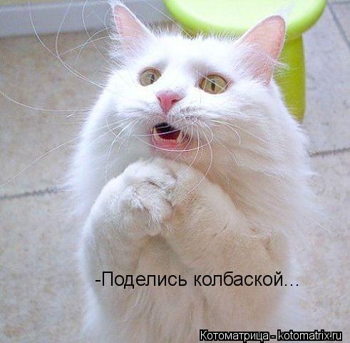 -Поделись колбаской...... Котоматрица: -Поделись колбаской...