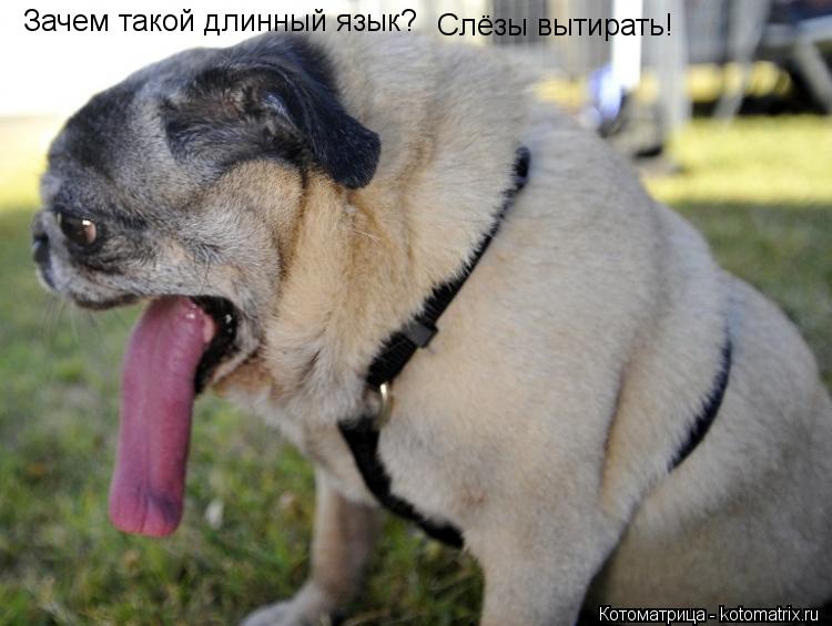 Котоматрица: Зачем такой длинный язык? Слёзы вытирать!