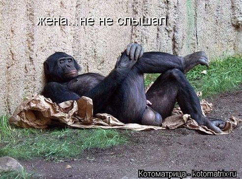 жена...не не слышал... Котоматрица: жена...не не слышал