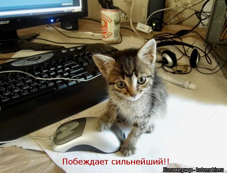 Побеждает сильнейший!!... Котоматрица: Побеждает сильнейший!!
