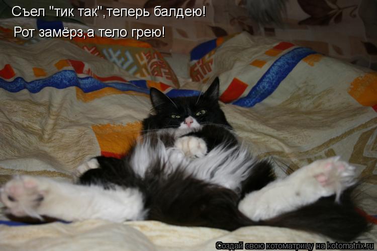 Котоматрица: Съел "тик так",теперь балдею! Рот замёрз,а тело грею!