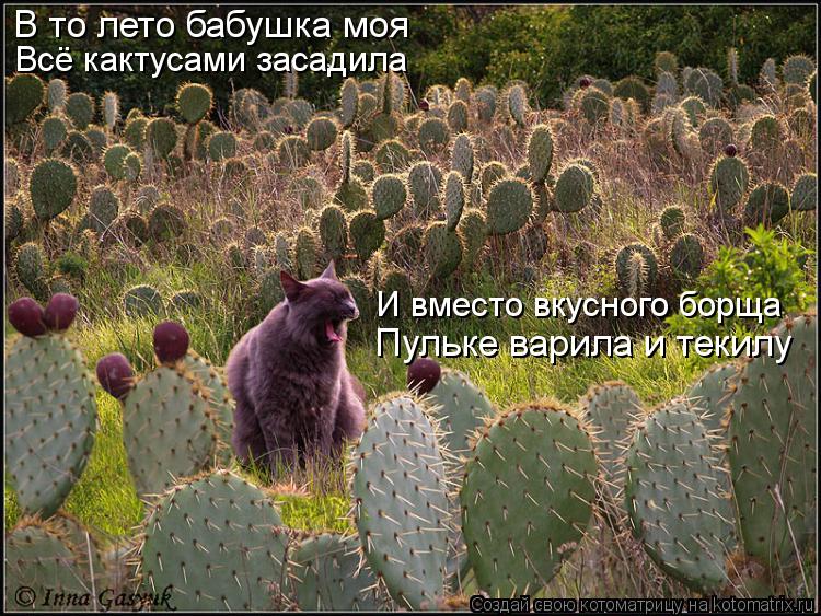 В то лето бабушка моя Всё кактусами засадила И вместо вкусного борща Пульке варила и текилу... Котоматрица: В то лето бабушка моя Всё кактусами засадила И вместо вкусного борща Пульке варила и текилу