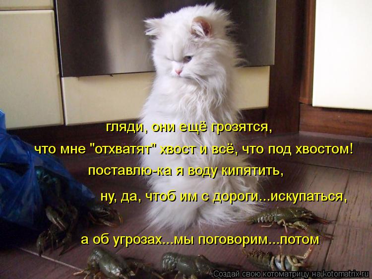 Котоматрица: гляди, они ещё грозятся, что мне "отхватят" хвост и всё, что под хвостом! поставлю-ка я воду кипятить, а об угрозах...мы поговорим...потом ну, да, 