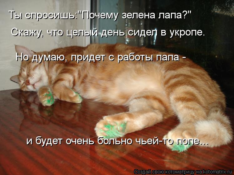 Ты спросишь:"Почему зелена лапа?" Скажу, что целый день сидел в укропе. Но думаю, придет с работы пап... Котоматрица: Ты спросишь:"Почему зелена лапа?" Скажу, что целый день сидел в укропе. Но думаю, придет с работы папа - и будет очень больно чьей-то попе...