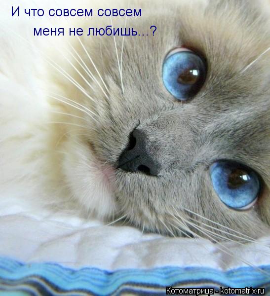 И что совсем совсем меня не любишь...?... Котоматрица: И что совсем совсем меня не любишь...?