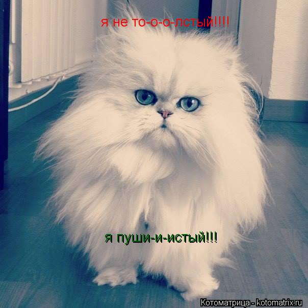 я не то-о-о-лстый!!!! я пуши-и-истый!!!... Котоматрица: я не то-о-о-лстый!!!! я пуши-и-истый!!!